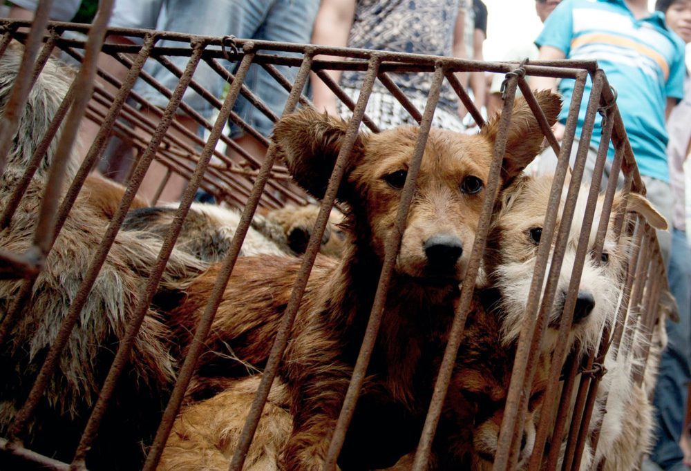 Kritik an „help@deier.lu“ / Tierschutz in Luxemburg: „Die Gesamtsituation verändert sich nicht“