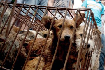 Kritik an „help@deier.lu“ / Tierschutz in Luxemburg: „Die Gesamtsituation verändert sich nicht“