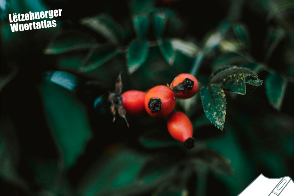 „Lëtzebuerger Wuertatlas“ / Regionale Unterschiede: Wie nennst du diese Frucht?