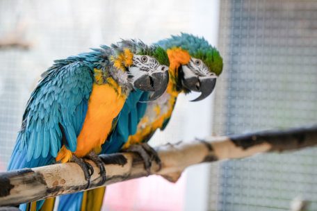 Tierfreunde / Hochsozial und intelligent: Warum die Haltung von Gelbbrustaras gründlich durchdacht werden soll