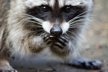 Luxemburg / Ministerium warnt vor Parasit bei Waschbären, der auch Hunde und Katzen befallen kann