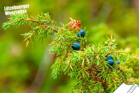 „Lëtzebuerger Wuertatlas“ / Regionale Unterschiede: Wie nennst du diesen Strauch?