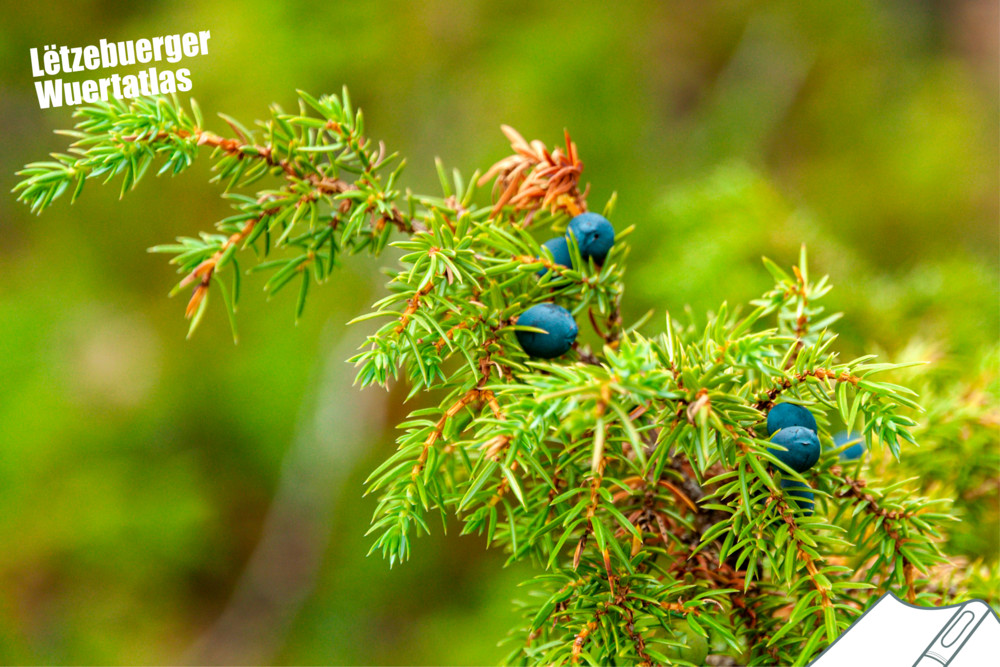 „Lëtzebuerger Wuertatlas“ / Regionale Unterschiede: Wie nennst du diesen Strauch?