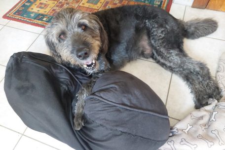 Haustiere / Wann eine Kastration sinnvoll ist