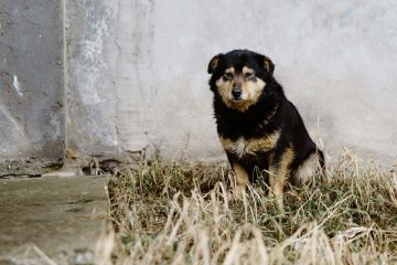 Tierschutz / Wer in Luxemburg sein Haustier aussetzt, riskiert hohe Sanktionen