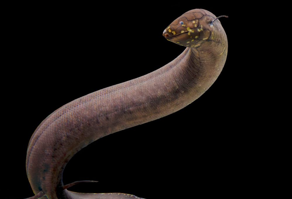 Deutschland / Forscher entschlüsseln größtes bekanntes Tiergenom 