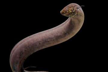 Deutschland / Forscher entschlüsseln größtes bekanntes Tiergenom 