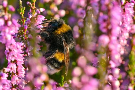 Zweite Zählaktion / „natur&ëmwelt“: Was kreucht und fleucht denn in unseren Gärten?