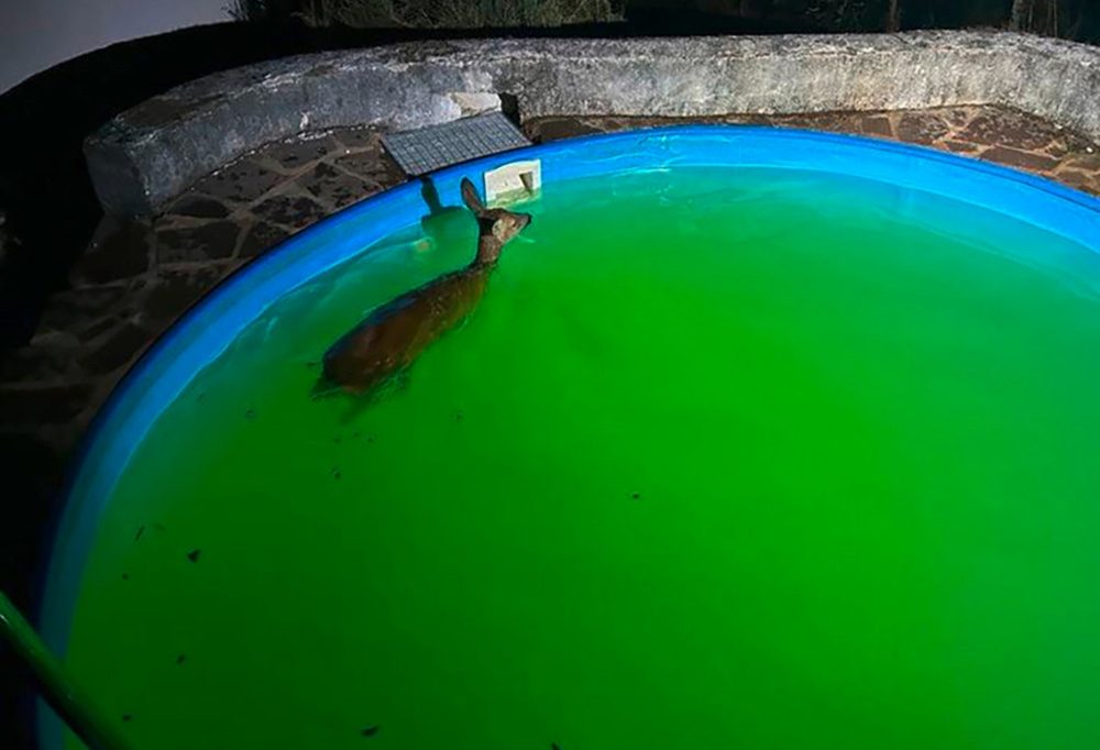 Tierrettung / Auf nächtlicher Pool-Tour: Einsatzkräfte befreien Reh aus Gartenbecken