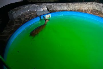 Tierrettung / Auf nächtlicher Pool-Tour: Einsatzkräfte befreien Reh aus Gartenbecken