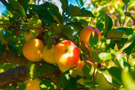 Luxemburg / Nur 10 Prozent Bio: Mouvéco kritisiert Fokus auf Preis und Optik bei Schulobst