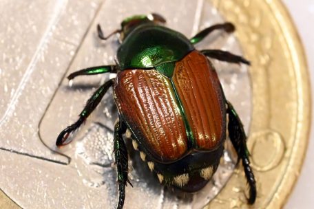 Schädlinge / Japankäfer auf dem Vormarsch: So bereitet sich Luxemburg auf einen möglichen Befall vor 