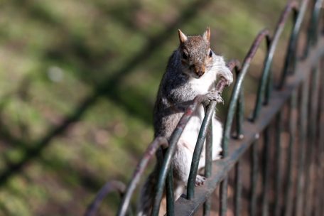 England / „Es herrschte totales Chaos“: Zugfahrt wegen aggressiver Eichhörnchen abgebrochen 