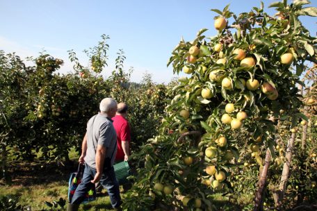 Steinsel / Im Zeichen des Apfels