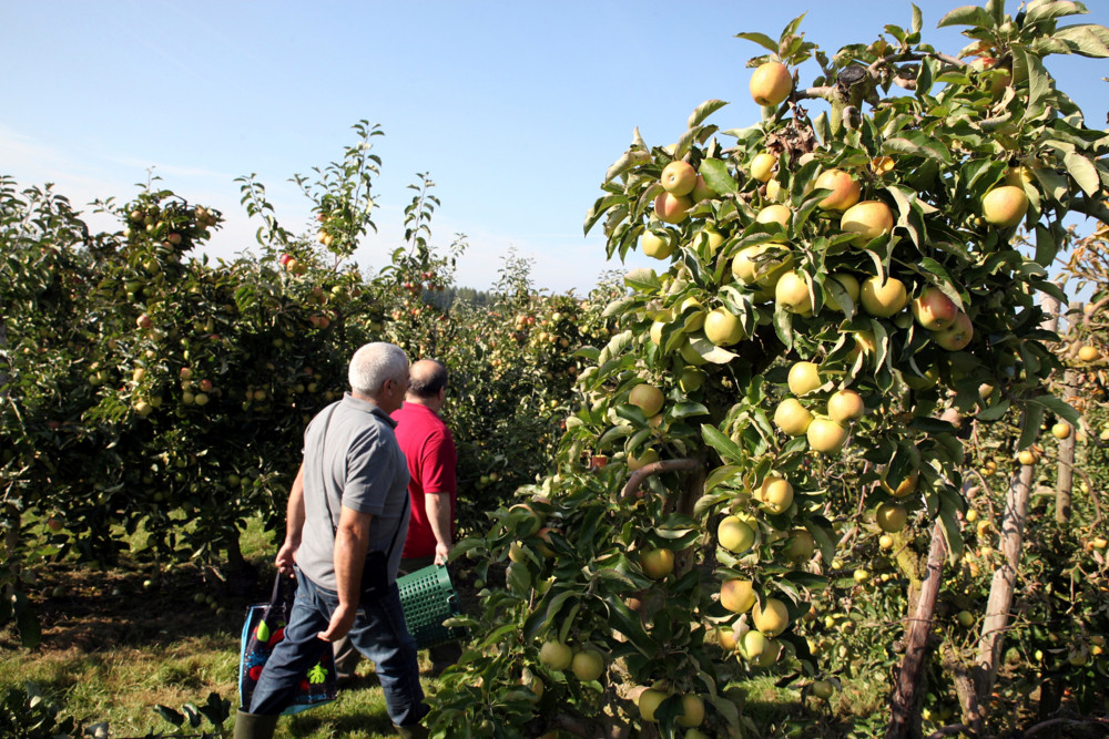 Steinsel / Im Zeichen des Apfels