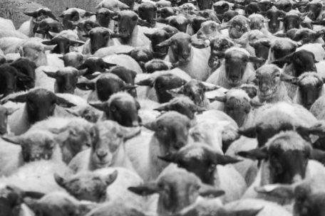 Mit Fotos von ihnen gewann Liz Lambert ein Stipendium: wandernde Schafe