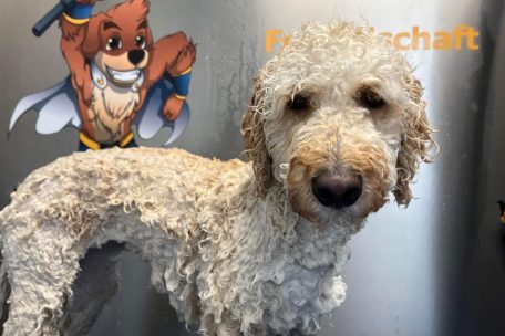 Haustiere / Hundedusche mit Self-Service: Luxemburg bekommt bald eine zweite „Dogwash“-Anlage