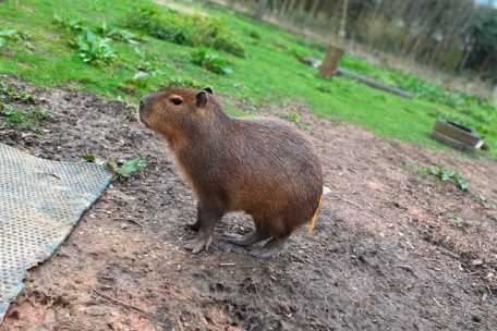 Großbritannien / Nach einer Woche: Ausgebüxtes Capybara „Cinnamon“ ist zurück im Zoo