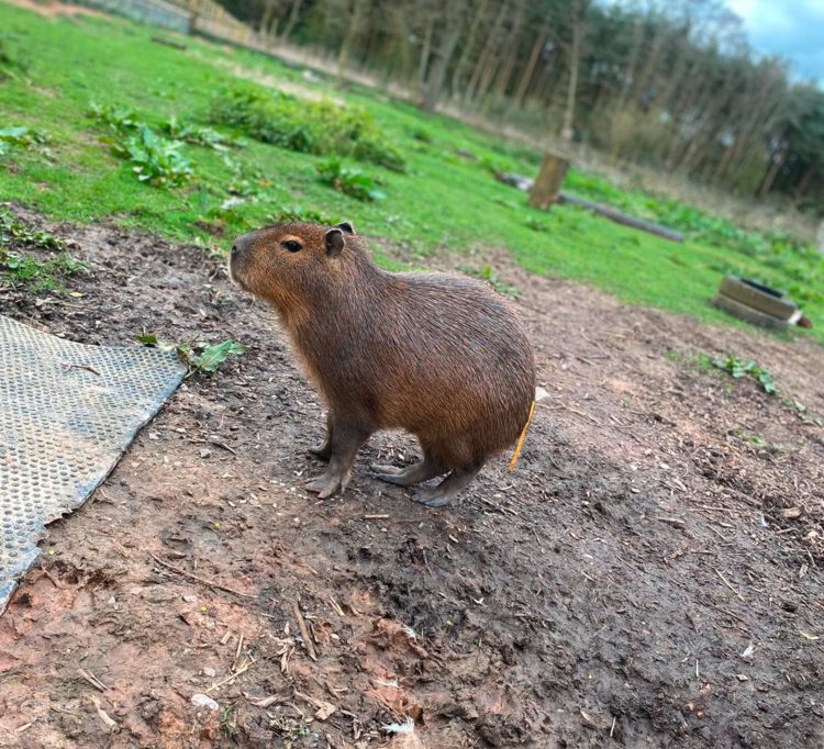 Großbritannien / Nach einer Woche: Ausgebüxtes Capybara „Cinnamon“ ist zurück im Zoo