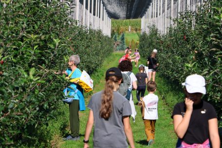 Steinsel / Auftakt des Apfelfests: 15 Sorten zum Selbstpflücken