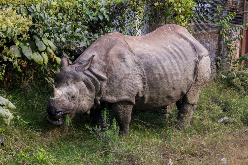 Indien  / „Artenschutz-Erfolgsstory“: Zahl der Panzernashörner hat sich fast verdreifacht