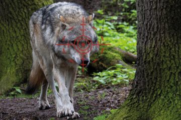 „180-Grad-Kehrtwende“ / Der Wolf im Visier: Sein Schutzstatus soll herabgestuft werden
