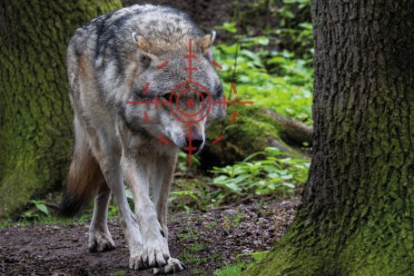 „180-Grad-Kehrtwende“ / Der Wolf im Visier: Sein Schutzstatus soll herabgestuft werden