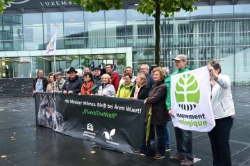 Umwelt / Wilmes bestätigt neuen Schutzstatus – Wolf sei in Luxemburg aber weiter „strikt geschützt“