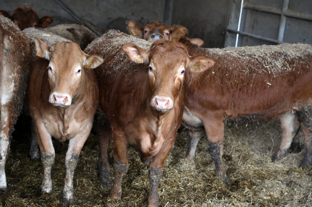 Luxemburg / 112 weitere Tiere mit der Blauzungenkrankheit infiziert und 30 weitere Betriebe betroffen