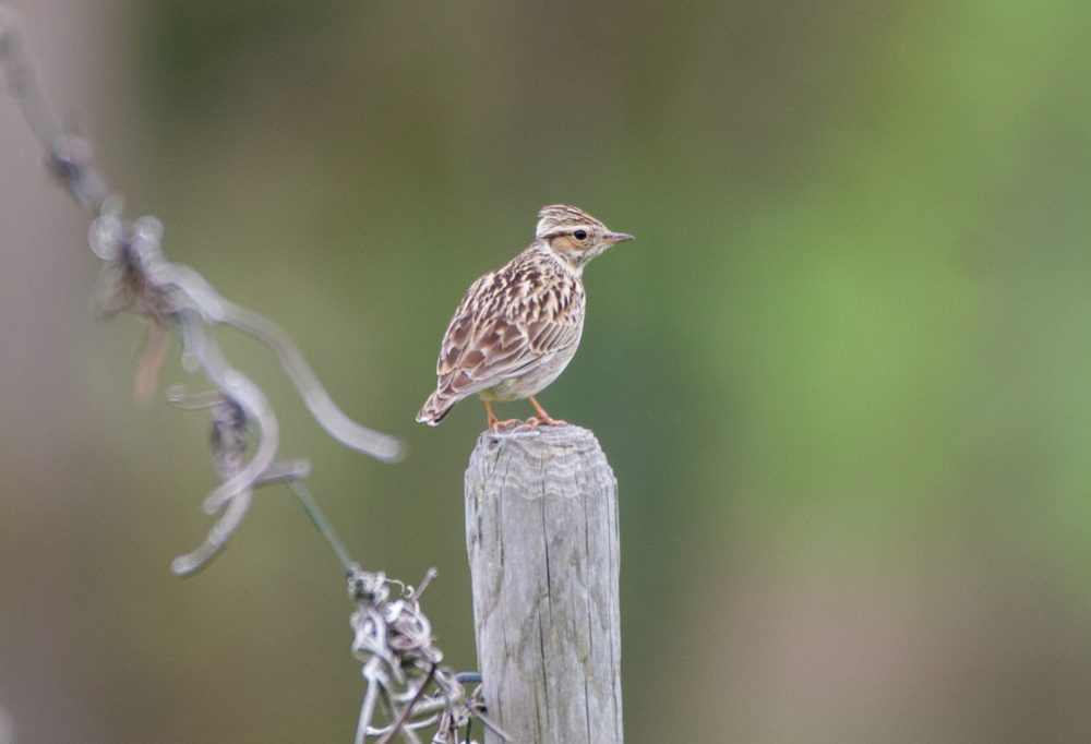 „natur&ëmwelt“ / Rote Liste: Immer mehr Vogelarten in Luxemburg gefährdet