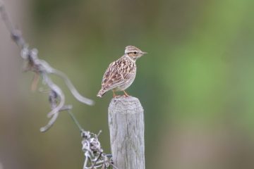 „natur&ëmwelt“ / Rote Liste: Immer mehr Vogelarten in Luxemburg gefährdet