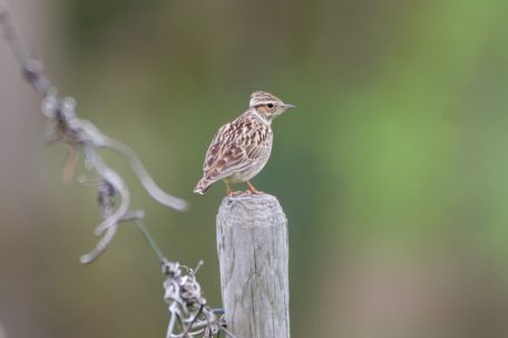 „natur&ëmwelt“ / Rote Liste: Immer mehr Vogelarten in Luxemburg gefährdet