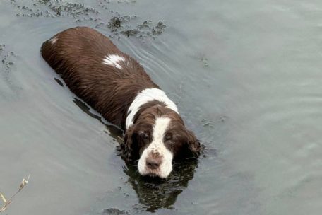 Roeser / CGDIS-Einsatzkräfte retten blinden und geschwächten Hund aus der Alzette 