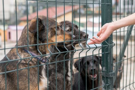 Tierschutz / Acht Hunde illegal nach Luxemburg gebracht – Darauf müssen Sie bei einer Einreise achten