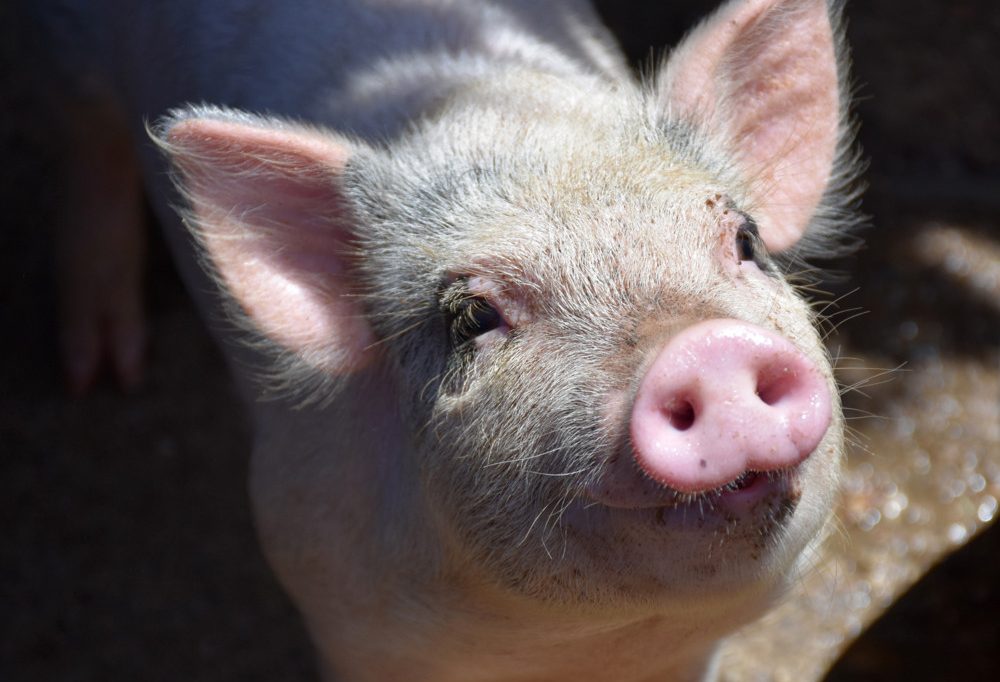 Neue Petition  / Wie wär’s mit einem Schwein als Haustier?