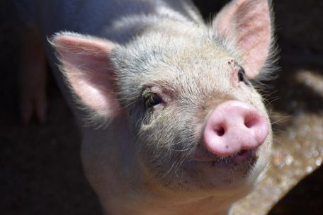 Neue Petition  / Wie wär’s mit einem Schwein als Haustier?