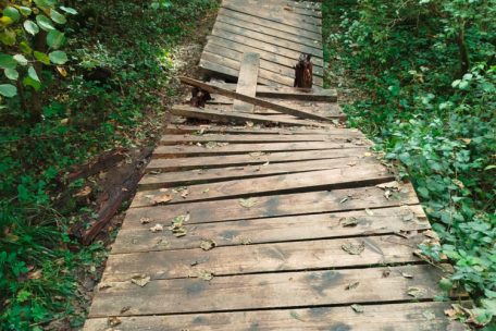 Müllerthal / Holzsteg immer wieder beschädigt – Studie soll Lösung finden