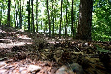 Nach tragischem Unfall / Naturverwaltung bezieht Stellung: „Eine absolute Sicherheit gibt es in einem Waldökosystem nie“