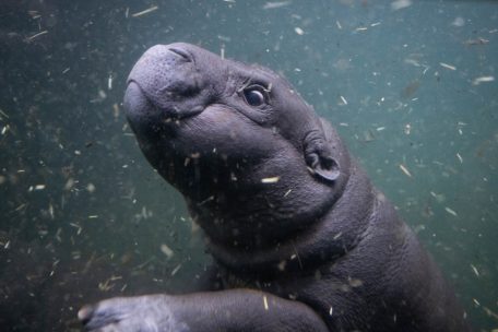Berliner Zoo / Mini-Flusspferd Toni wagt sich erstmals in tieferes Wasser