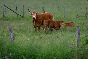 Luxemburg  / Blauzungenkrankheit: Zahl der infizierten Tiere steigt auf 1380