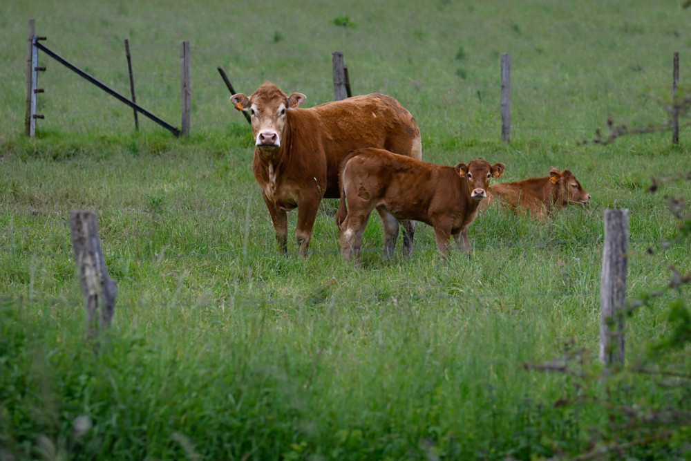 Luxemburg  / Blauzungenkrankheit: Zahl der infizierten Tiere steigt auf 1380