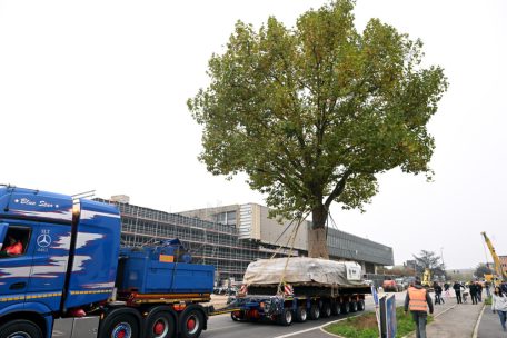 Spezialtransport / Wie eine 110 Tonnen schwere Platane im Schritttempo durch Esch reiste