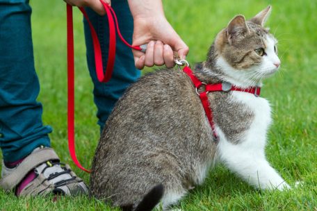 Tierseite / Katzen an der Leine – harmlos oder Gefahr fürs Tierwohl?