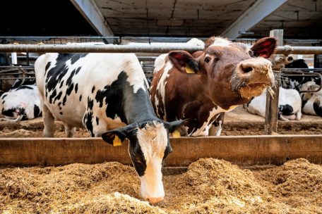 Luxemburg / 1.061 Fälle von Blauzungenkrankheit in 432 Betrieben seit Anfang August registriert