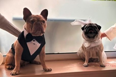 Esch / Erste Hunde-Hochzeit in Luxemburg: Was leicht verrückt klingt, dient dem guten Zweck