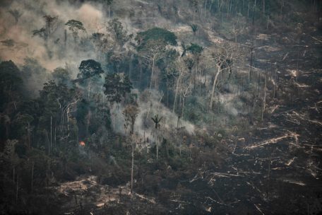 EU-Kommission / Der Wald muss warten: Entwaldungsverordnung tritt später in Kraft