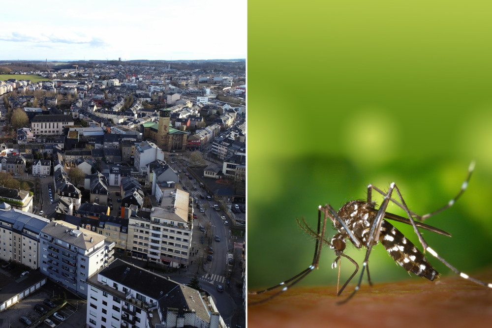Potenzieller Viren-Träger / Moskito-Alarm in Luxemburg-Stadt: Asiatische Tigermücke in Bonneweg gesichtet 