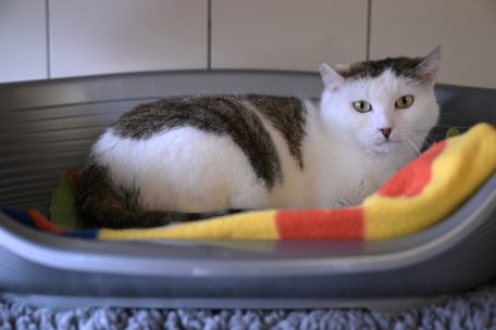Gasperich / „Es ist eine Notsituation“: Überfülltes Tierheim führt Wartelisten für Katzen ein