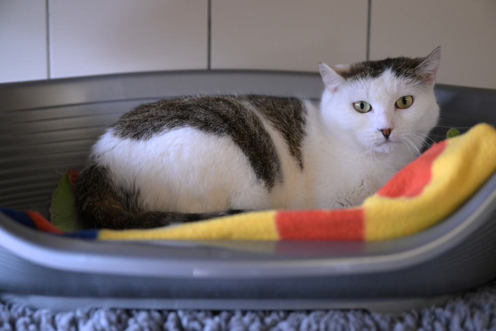 Gasperich / „Es ist eine Notsituation“: Überfülltes Tierheim führt Wartelisten für Katzen ein