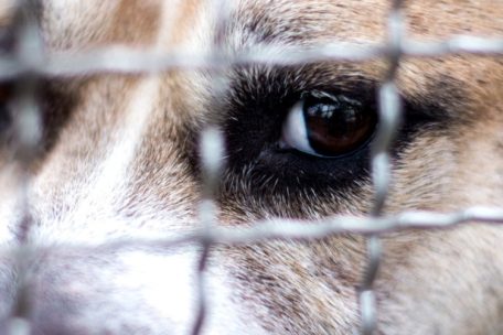 Leserforum / Tierschutz und Messie-Syndrom